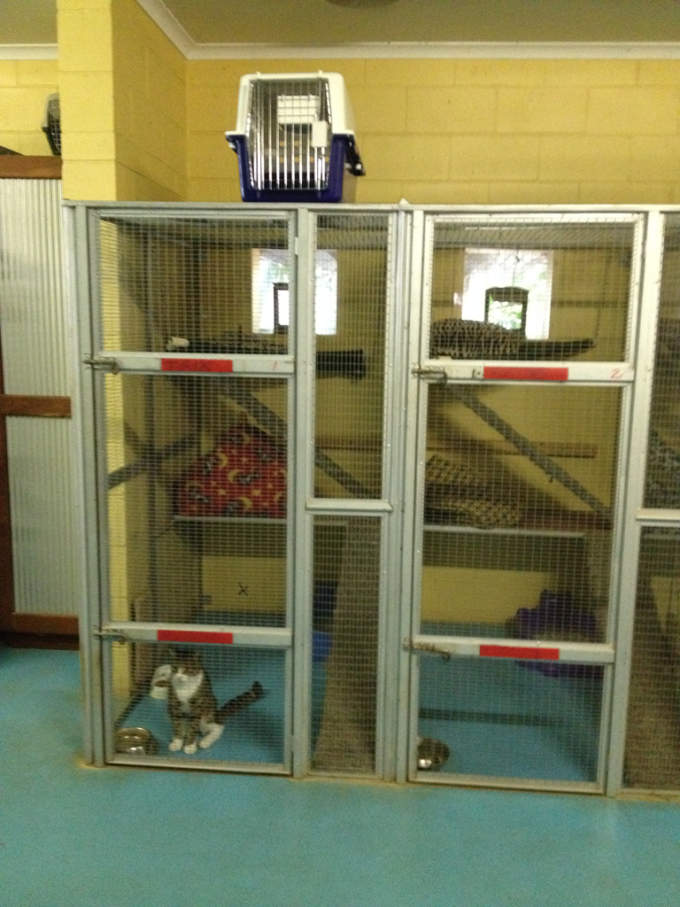 Purrs Paws Pet Resort Nt Agent For Ozpet Transport In Howard Springs 0835 Nt 5 Photos 3 Reviews Localsearch